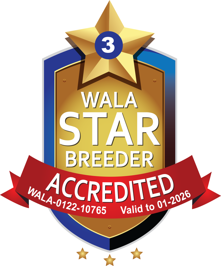 JazzdoDoodles Accredited